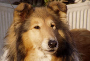 collie6